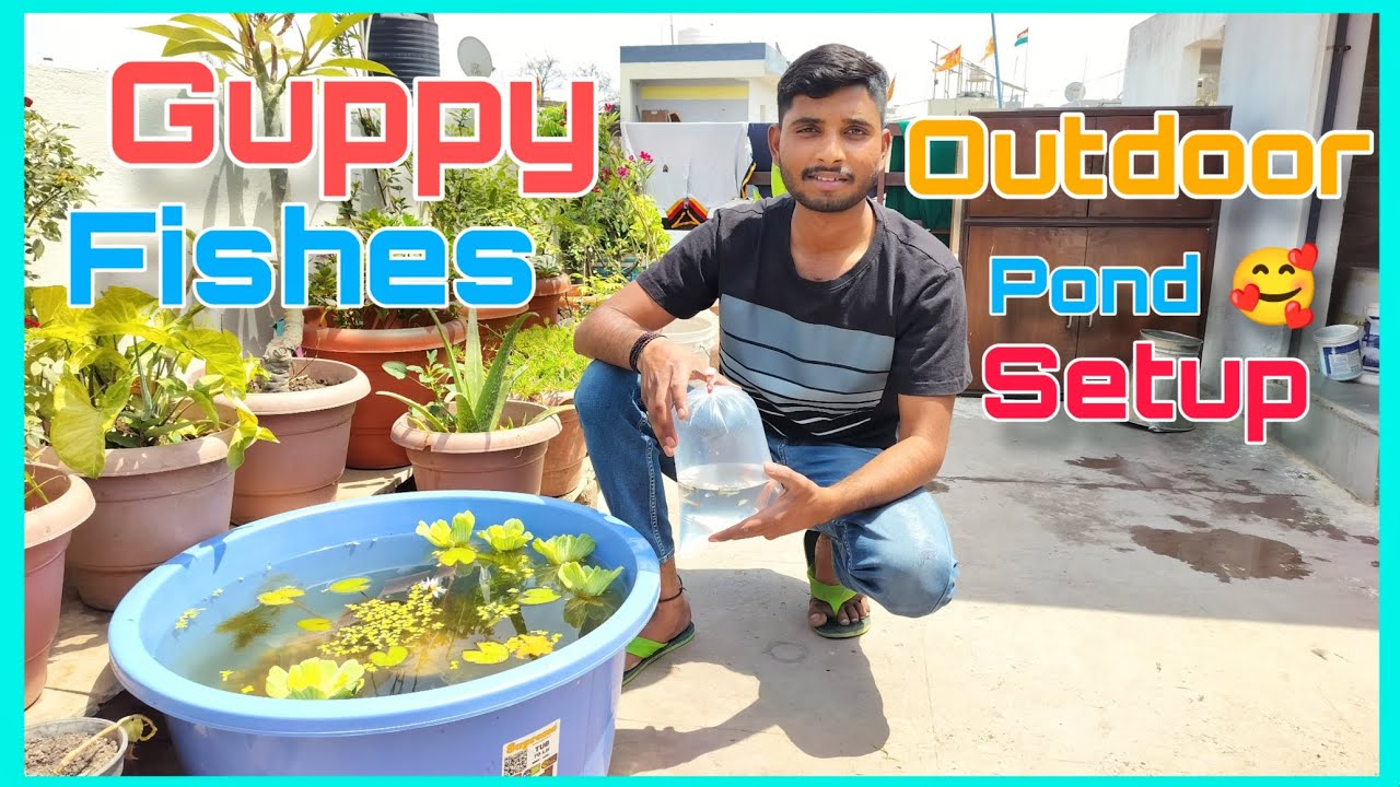 Guppy fish pond setup 🥰 outdoor guppy pond | water lily pond video guppy fishes 🐠