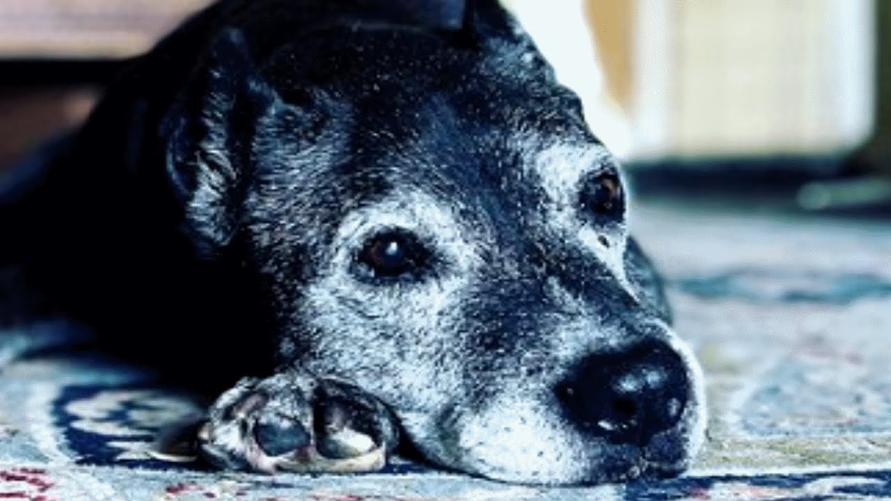 Senior dog had just an hour left. Then a family saved her.