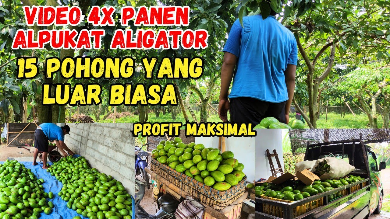 Hanya 15 Pohon Alpukat Aligator hasil nya Luar Biasa | Video 4x Panen Alpukat Aligator