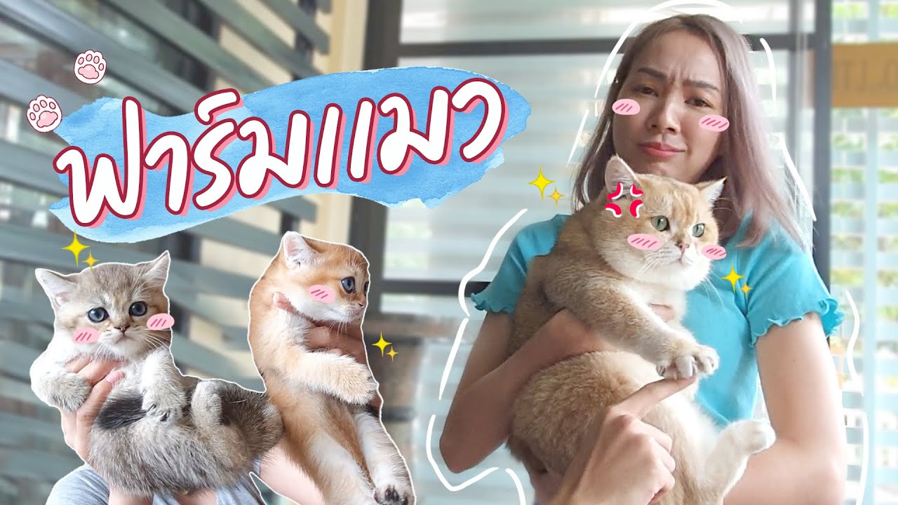 อยากได้น้อง ต้องมีเงินแสน! เพราะอะไรแมวถึงแพงขนาดนี้ !!!