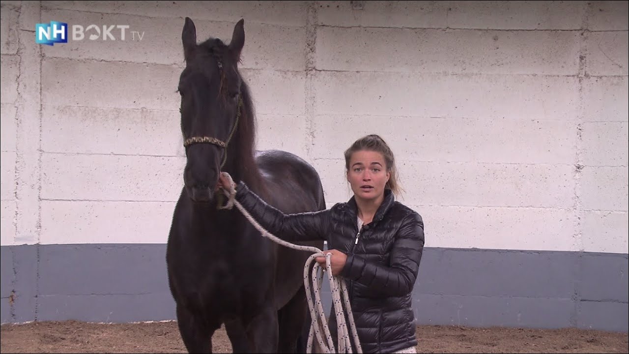 Tips voor grondwerk met je paard | NH Bokt TV