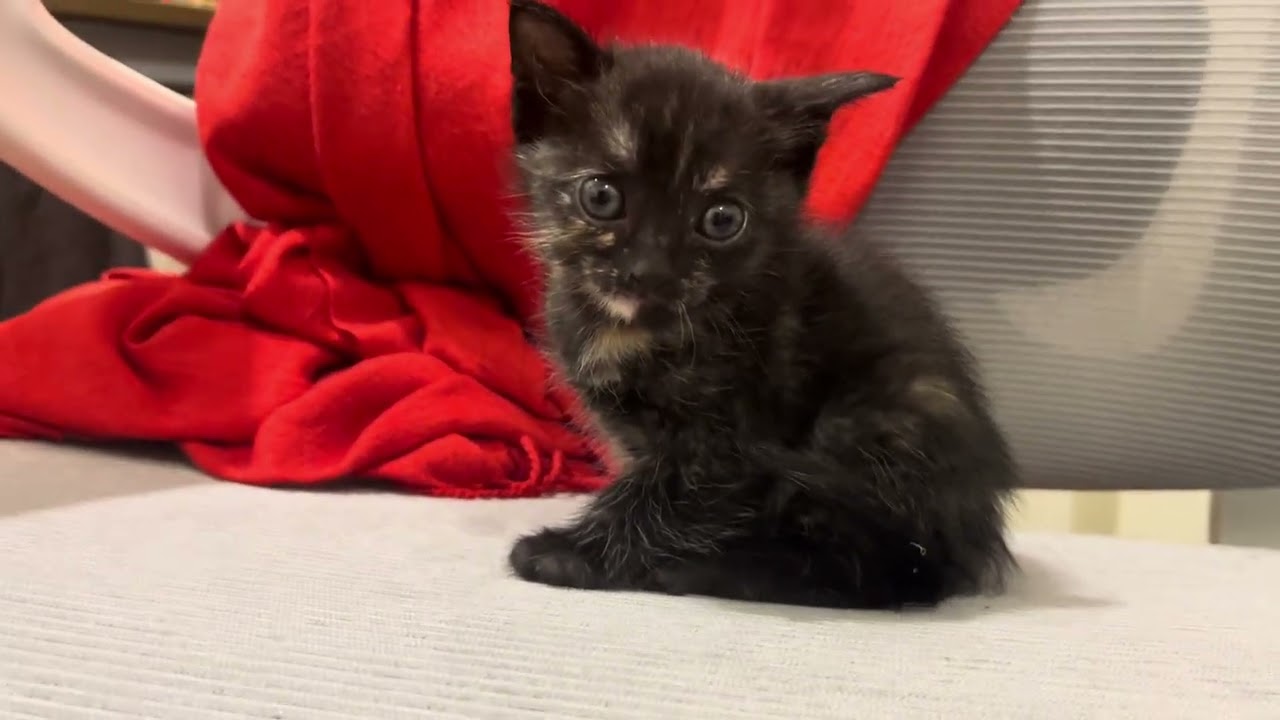 Meet our new cat  “Almight” the kitten of Panther and Molly 🫶🏻❤️