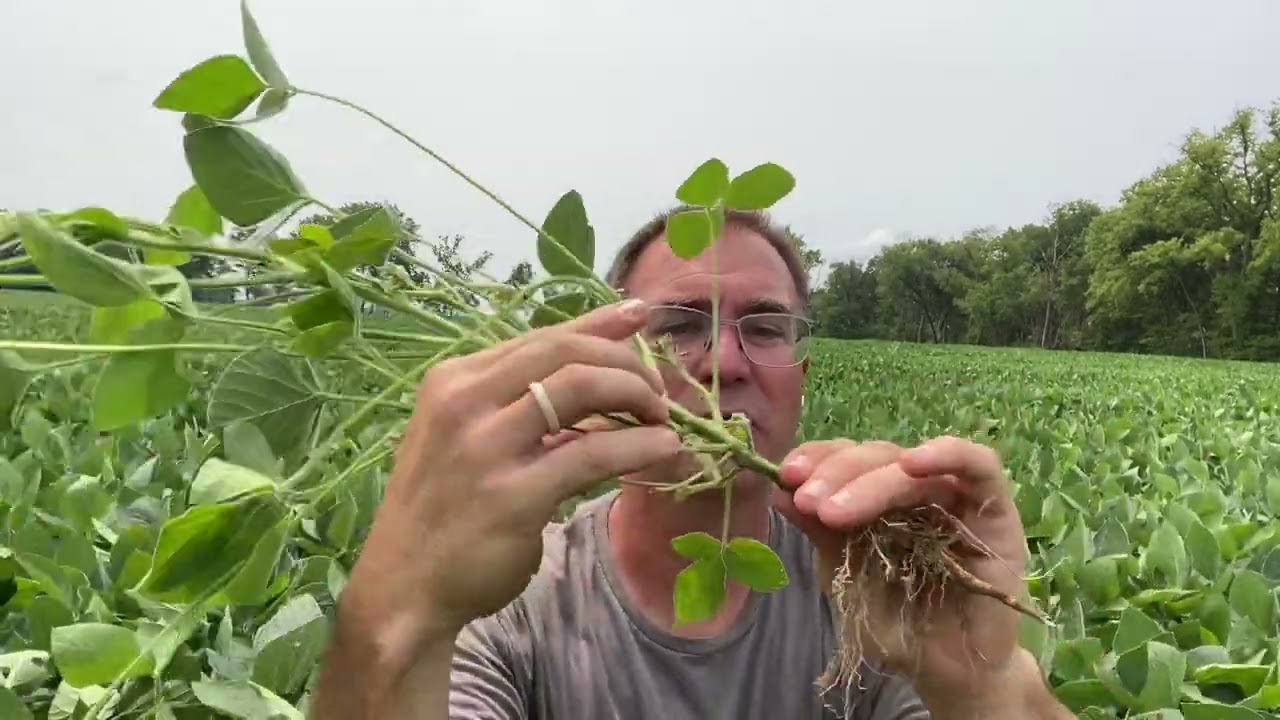 Soybean Fungicide Timing: Top Crop Agronomy Updates