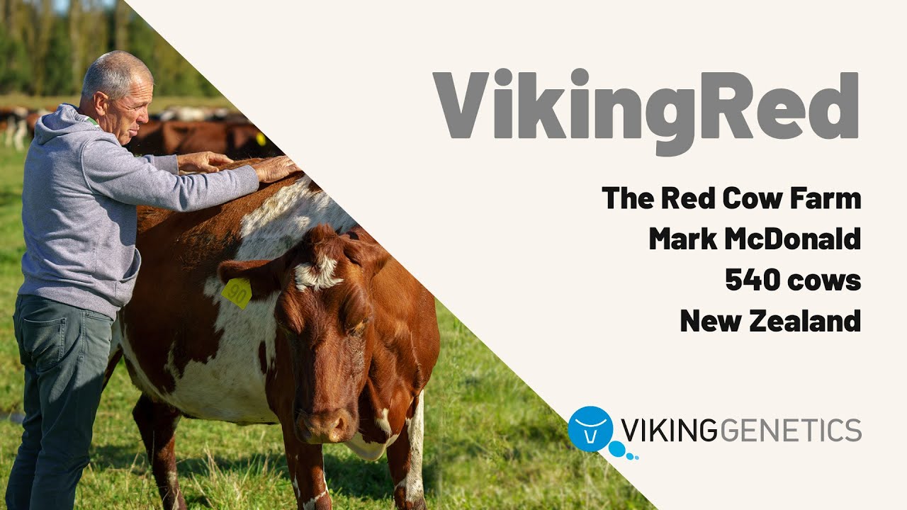 Mark McDonald - VikingRed, New Zealand