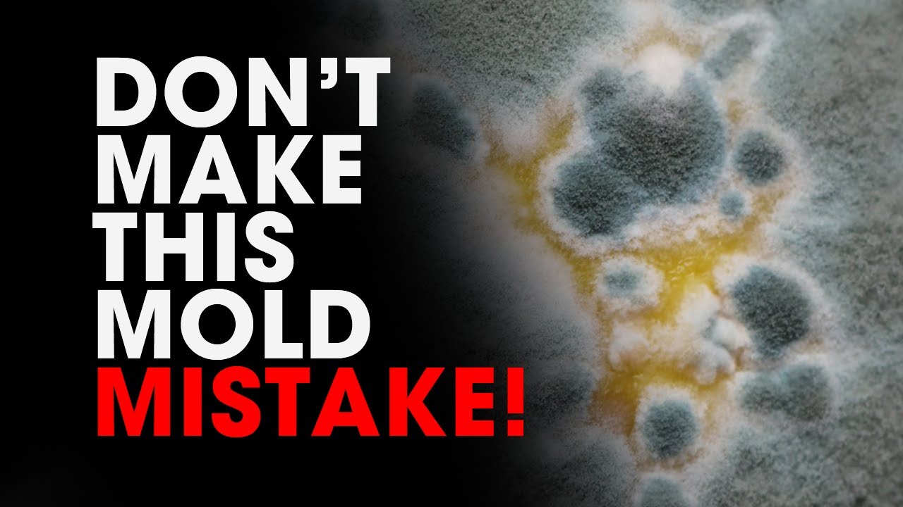 HOW TO STOP MOLD GROWING IN A TERRARIUM, PALUDARIUM, VIVARIUM