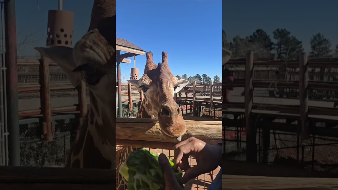 The coolest experience feeding giraffes at the Cheyenne Mountain Zoo! #giraffe #top5 #zoo #animals