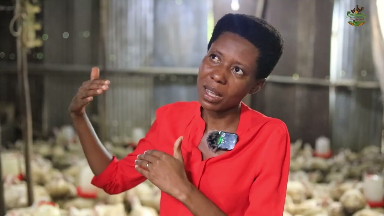 IBIFUNGURWA BITUMA INKOKO ZIKURA NINGOGA KANDI NTIZIRWARE(Intahe yumwe mubasanzwe borora inkoko)