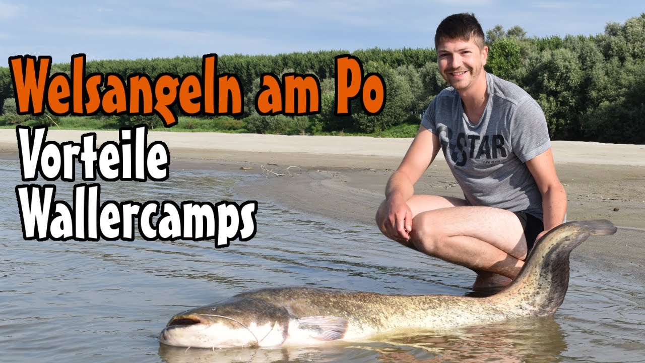 Welsangeln am Po im Juli // Vorteile Wallercamp // Casa Siluro