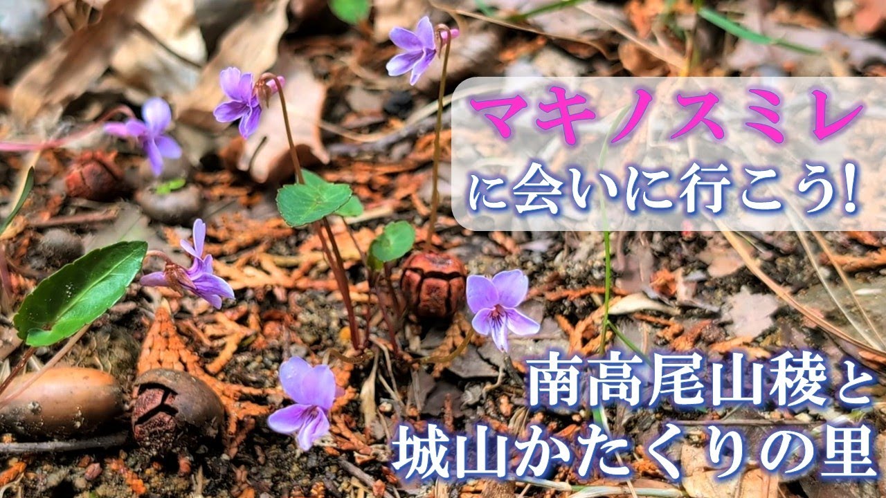 マキノスミレと春の花々に会いに行こう！【南高尾山稜と城山かたくりの里】（2025/4/4）