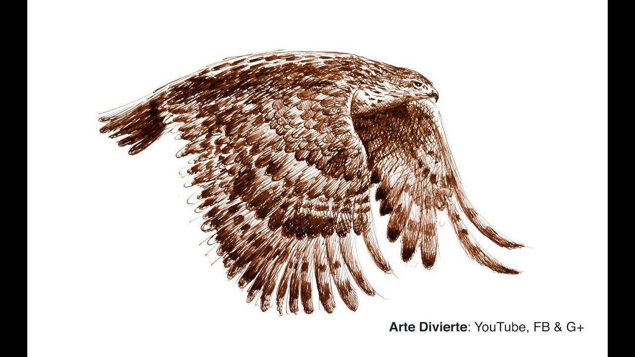 Cómo dibujar un halcón volando con pluma fuente - Narrado