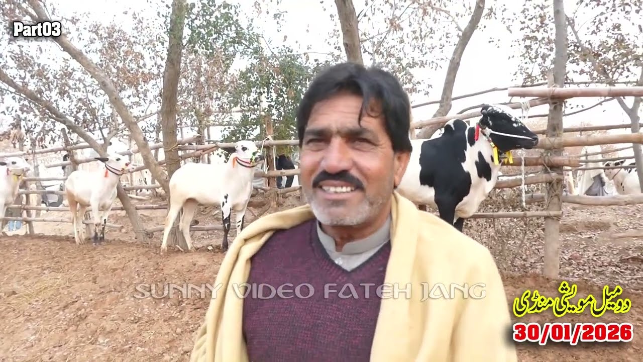 Today Domail Mandi Fatehjang Rate’s update30/Jan.2026-Part03Sunny Video Fateh Jang Cow Mandi 2026