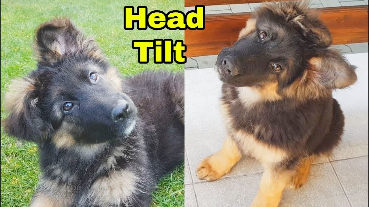 Cute Puppy German Shepherd Head Tilt Compilation 2021 - Christmas Edition