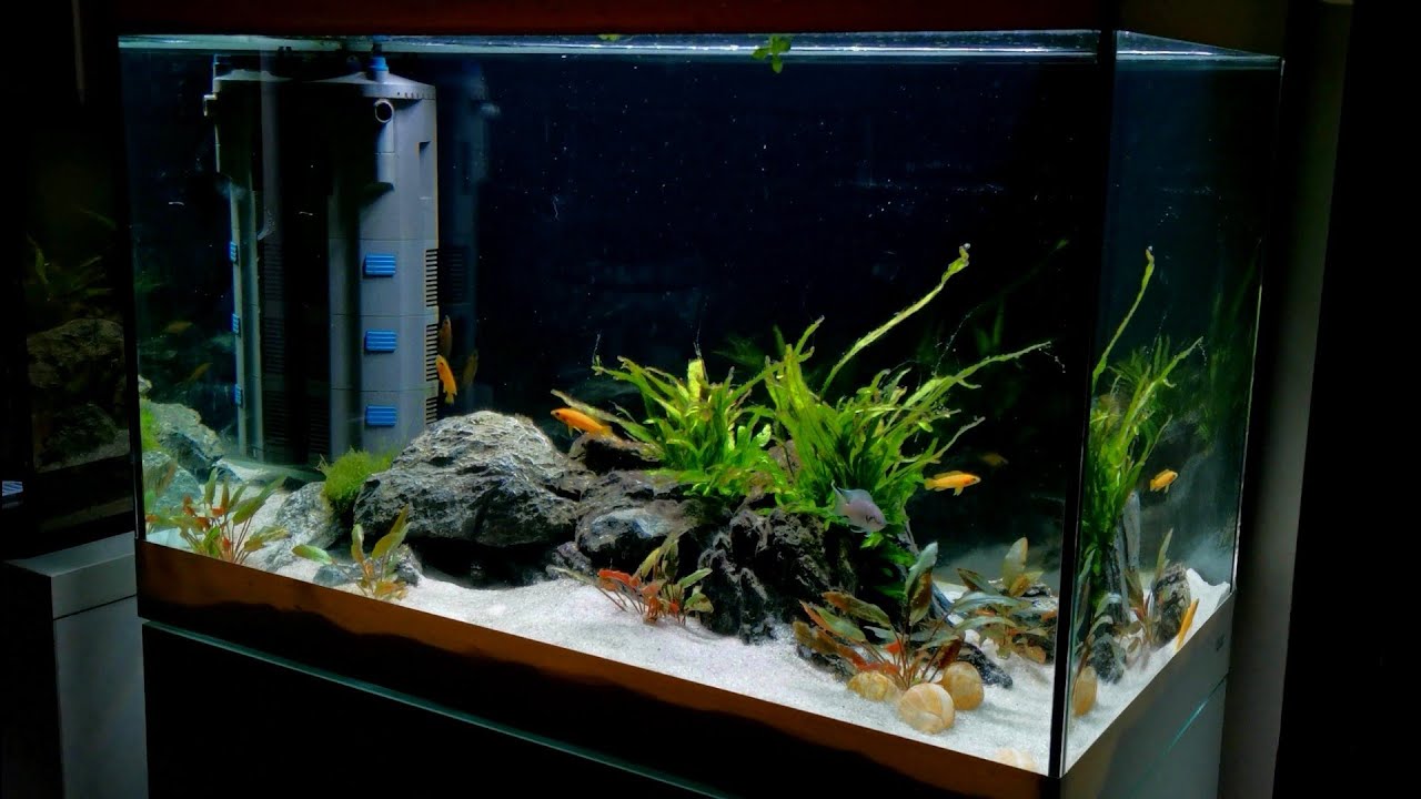 PLANTED TANGANYIKAN AQUASCAPE | Leleupi Cichlid | 6 MONTH UPDATE