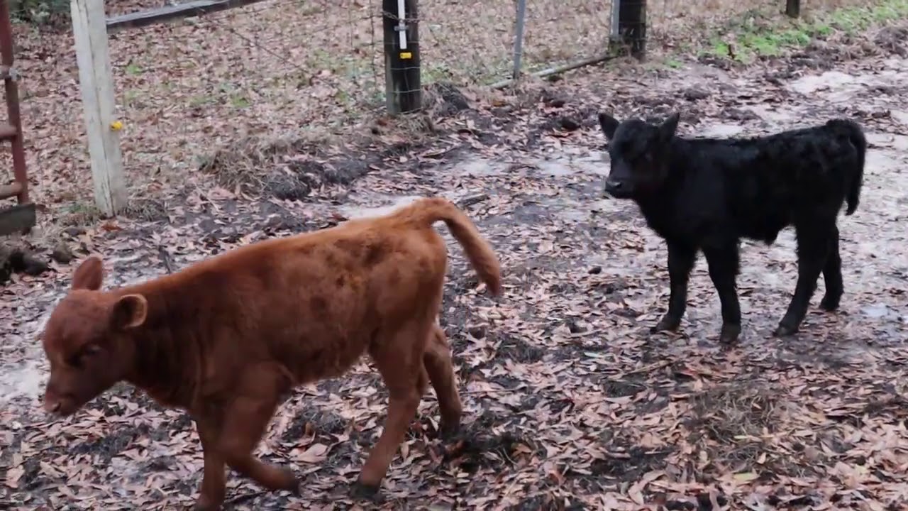 DEXTER Cows with Personality | Mini Breed COWS | Cow Personalities
