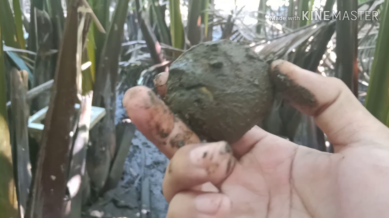 Finding Tuway (river clamps)