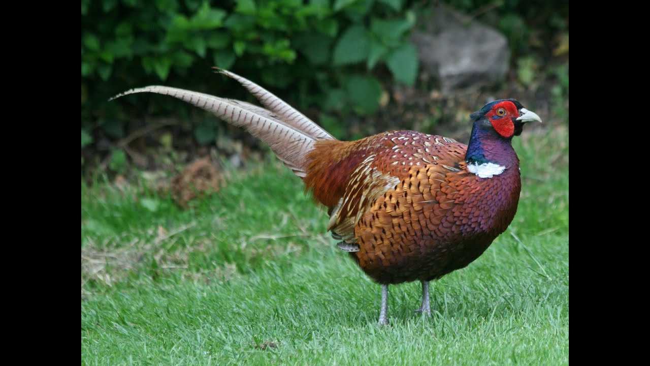 All pheasants breeds