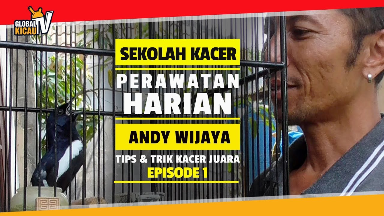 SEKOLAH KACER #1 - Fakta Unik Perawatan Kacer ANDY WIJAYA | Prio Excellent Surabaya