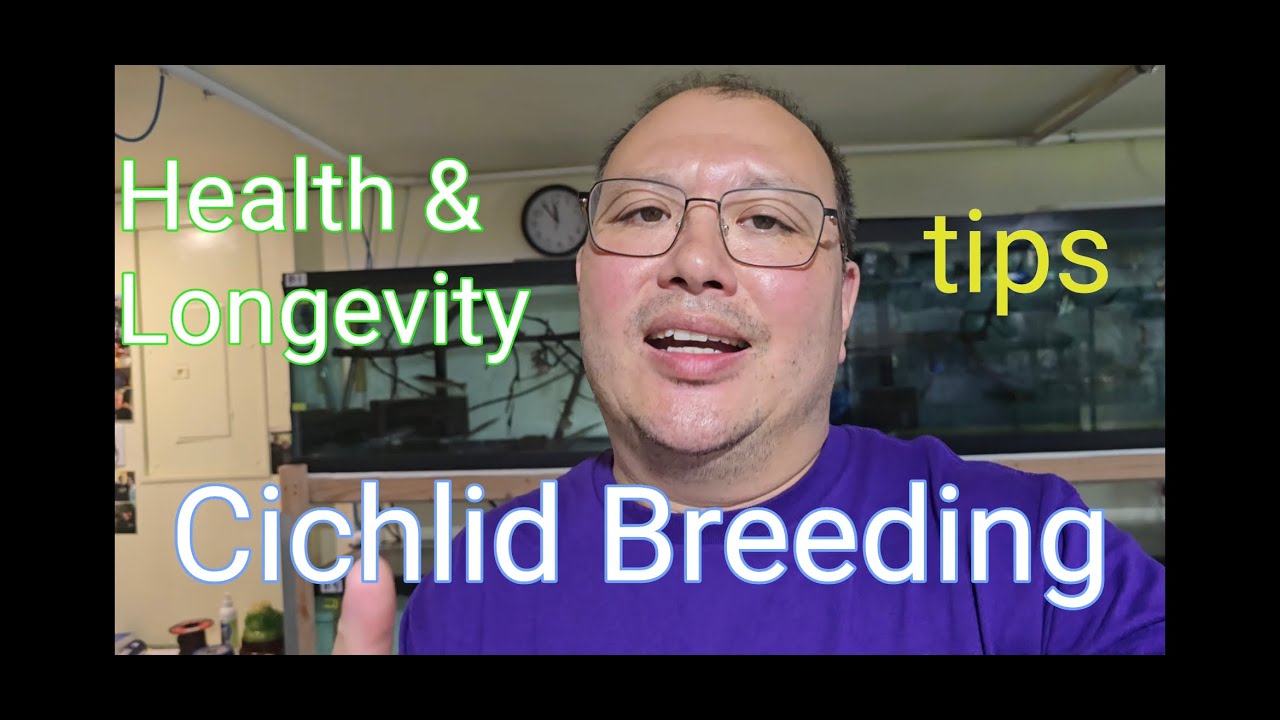 Cichlid Breeding Tips: Health & Longevity
