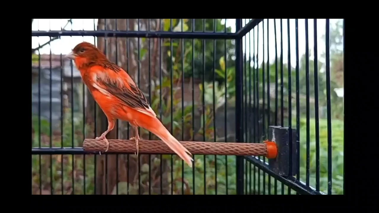 Start your morning with the magic of this lovely orange canary's song،training🧡✨️🎵#Canary Singing🧡 