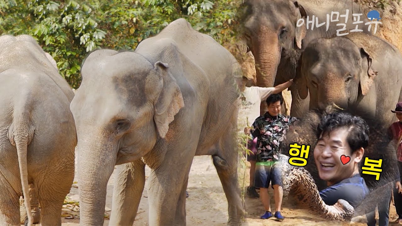 노동 착취당한 뒤 버려진 코끼리들.. 코끼리 보호소 일일 봉사로 행복해진 이연복 셰프! | KBS 걸어서 환장 속으로 230423 방송