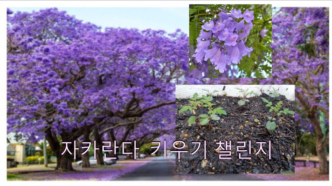자카란다 키우기 챌린지 2탄#Growing Jacaranda Challenge #In Korea #난이도 중#자카란다 싹이 났어요!