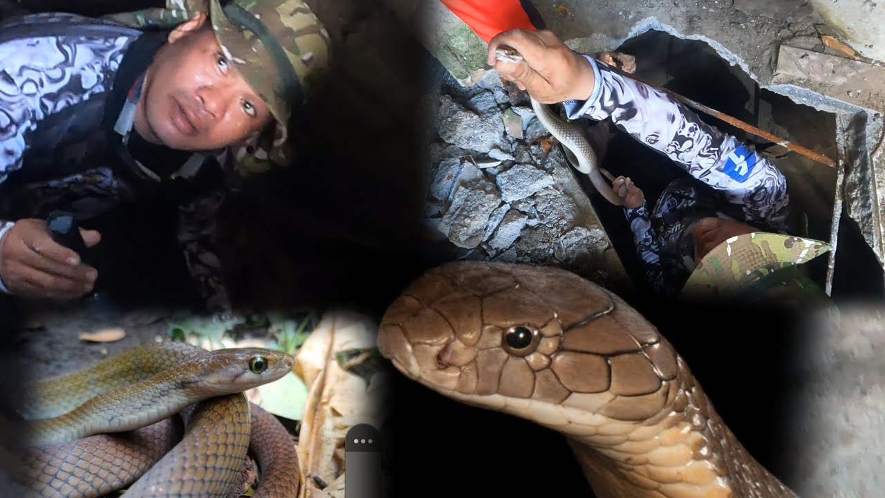 KING COBRA NGA BA ANG NAHULI NI KA FERDS SA ILALIM NG POSONEGRO??
