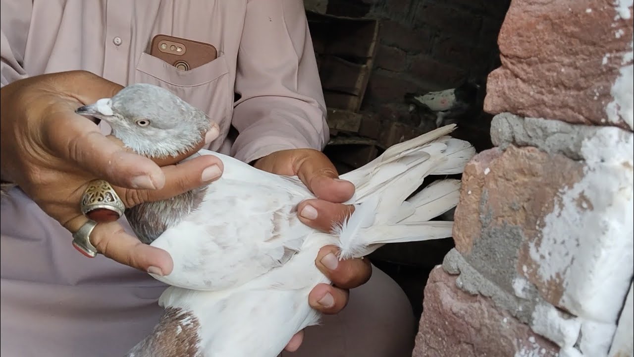 ویڈیو نمبر 3 شیخوپورہ کمبیاوالاسے استادجاوید کے وہ بریڈر جوڑےجن کے بچےبازیوں میںاڑتے ہیں 03076606006