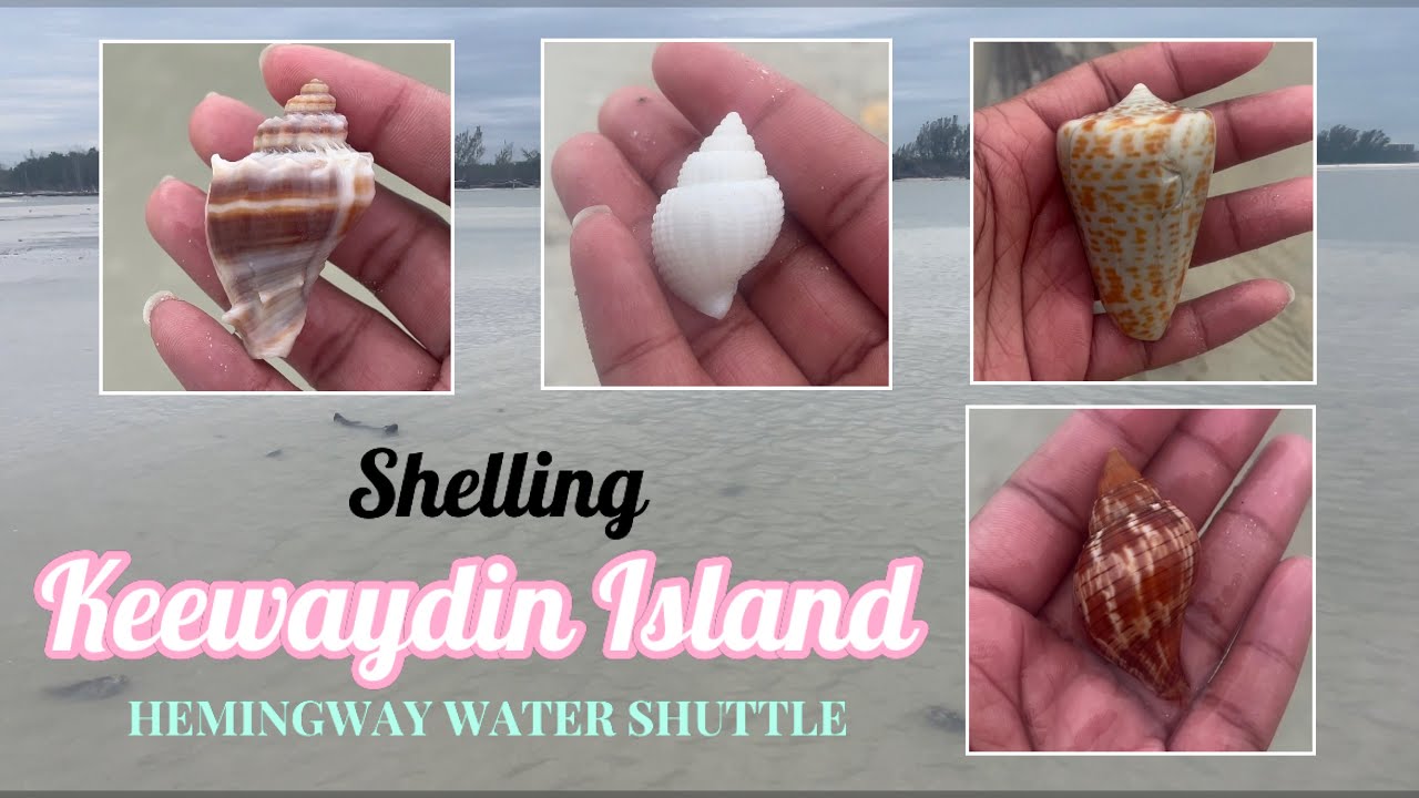 EPIC SHELLING DAY ON KEEWAYDIN ISLAND