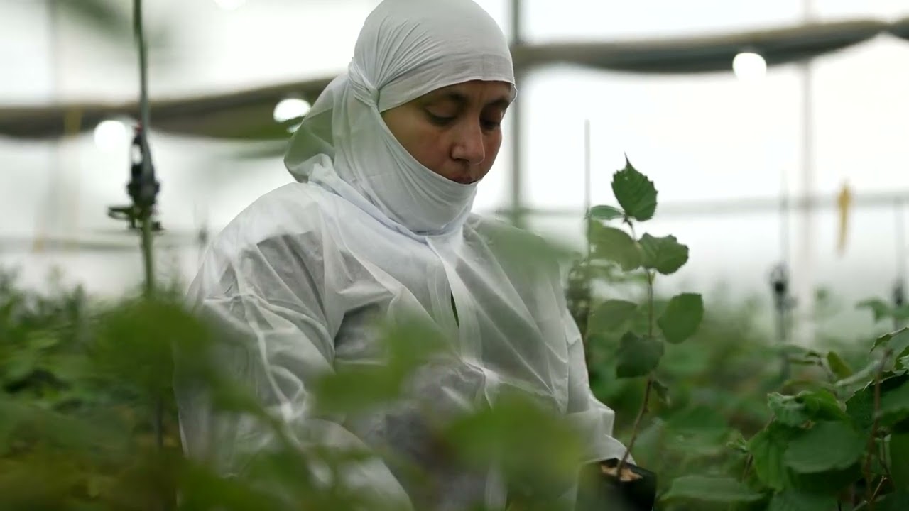 The Truffle People: Ilsar Truffles, Golan Heights