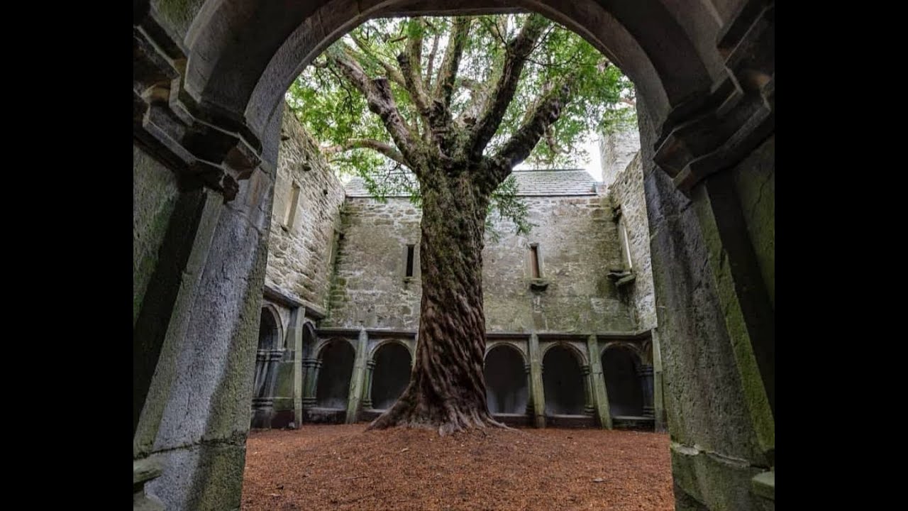 O'Carolan's Welcome (Celtic harp)