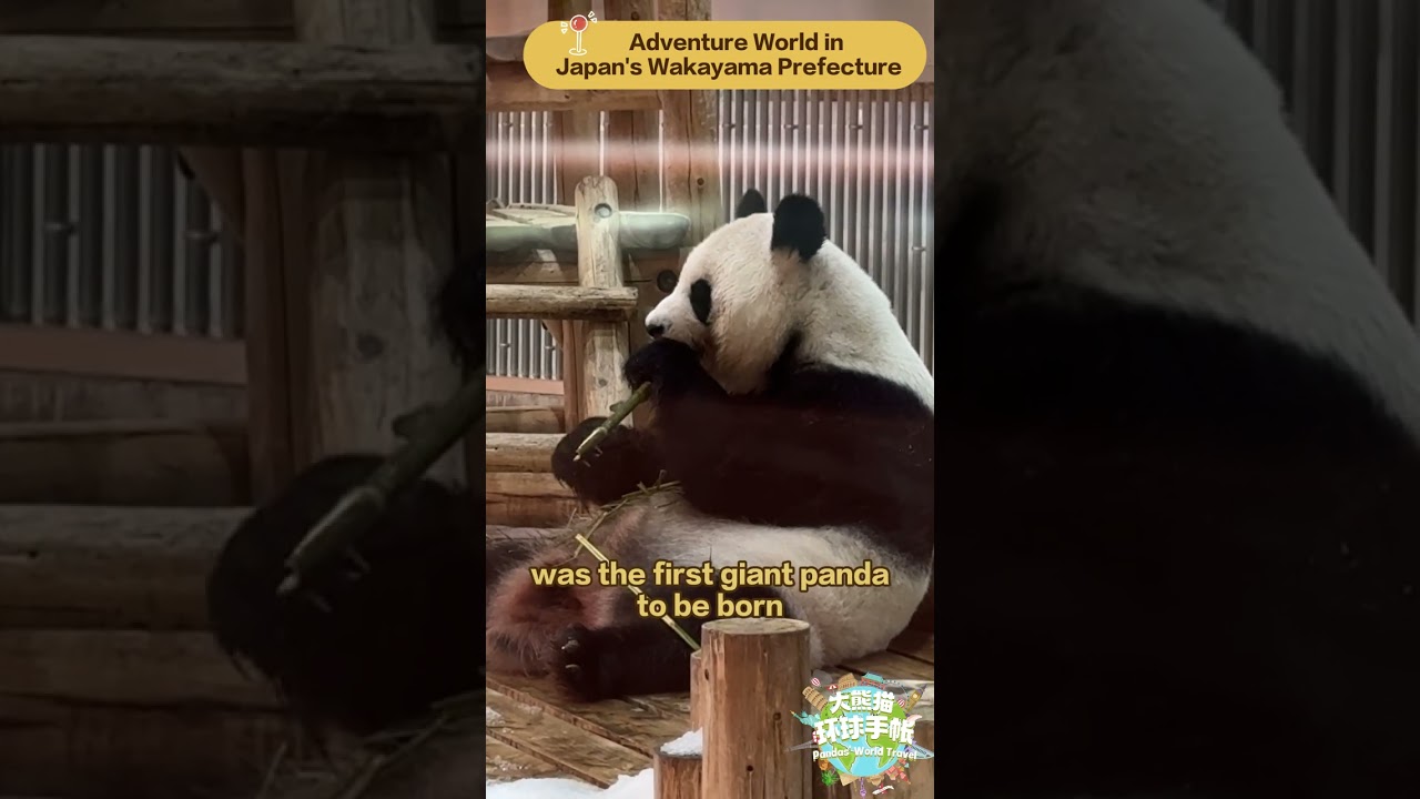 【Pandas&rsquo; World Travel】Giant Panda Rauhin&rsquo;s Stay In Japan | iPanda