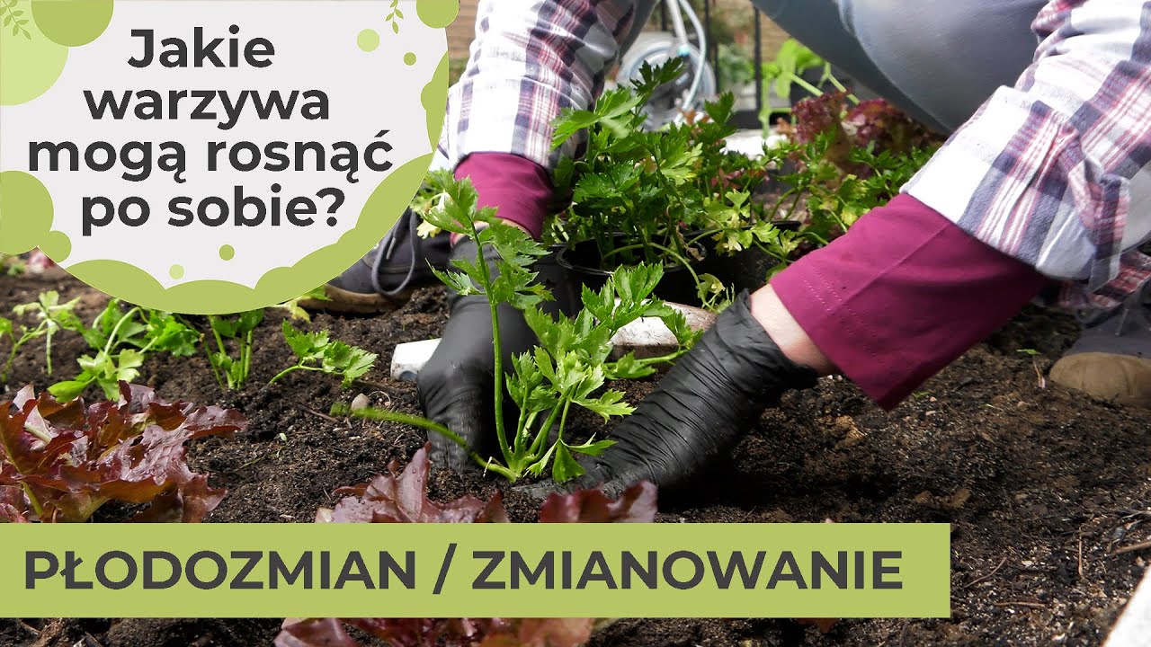 Zmianowanie. Dlaczego tak ważne jest zmianowanie w warzywniku? Jakie warzywa można uprawiać po sobie