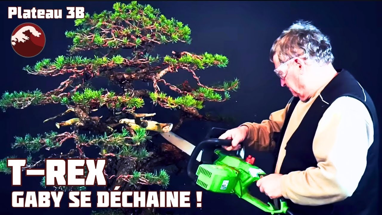 T-REX un YAMADORI Incroyable ! 🌱 NEJIKAN BONSAI 🌱