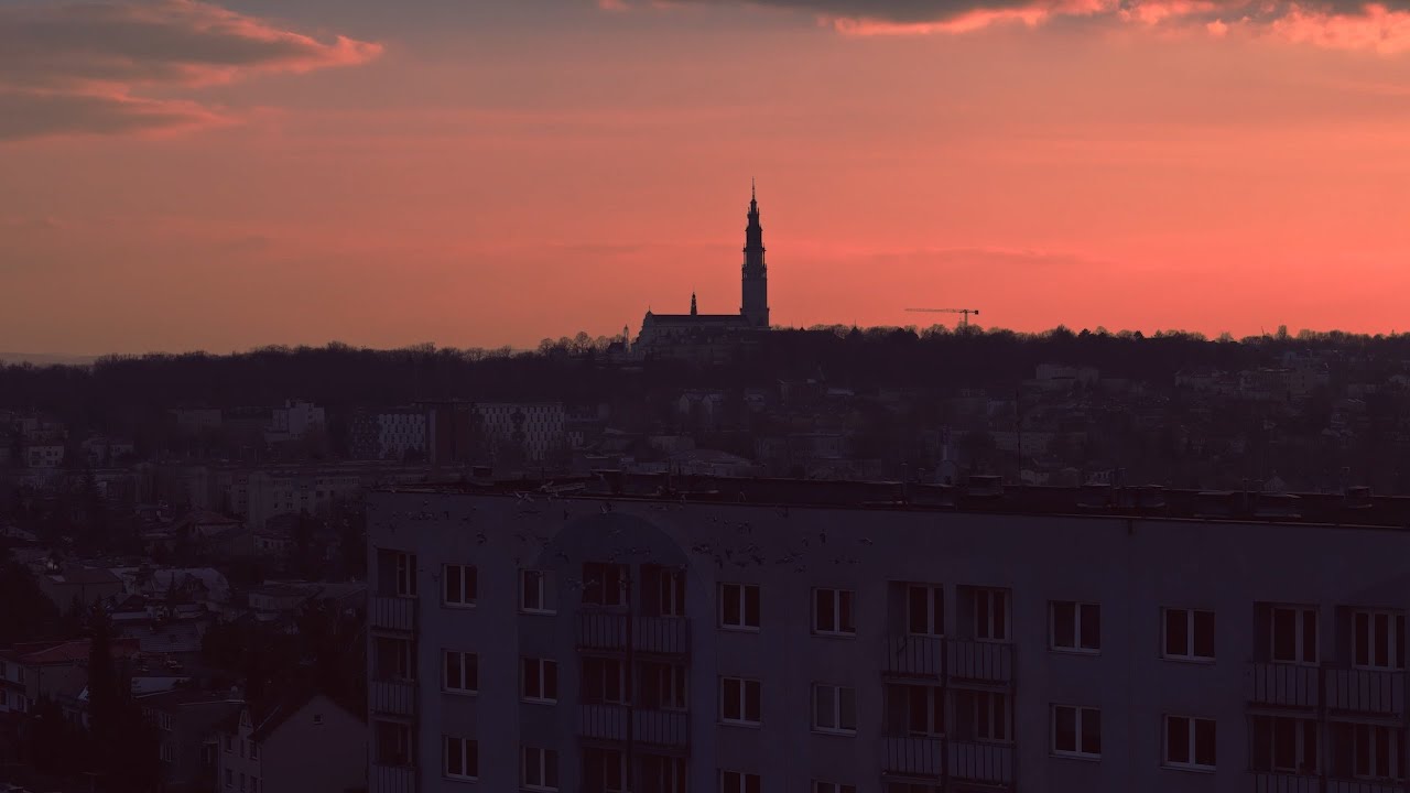 Śliwka Tuitam x Matis - Purpurowe Niebo