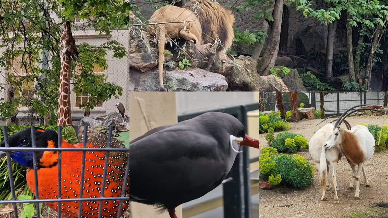 Ka zoo hapoh Netherlands🐅🦥🦉🦜🦩 # Artis Zoo Amsterdam #zoo#netherlands#viral #khasi