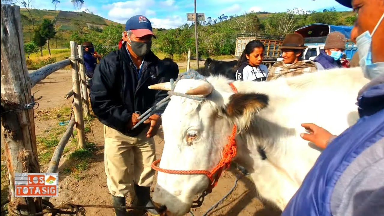 PASE EN LA FERIA DE GUANTOALO: Cotopaxi - Sigchos - Isinlivi  Marco Totasig  2021