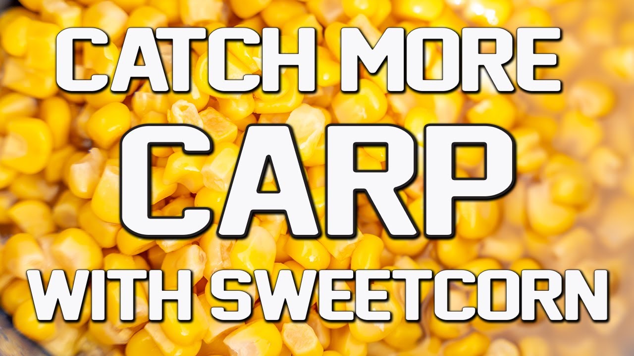 The ULTIMATE Winter Tactic | Corn Fishing For CARP