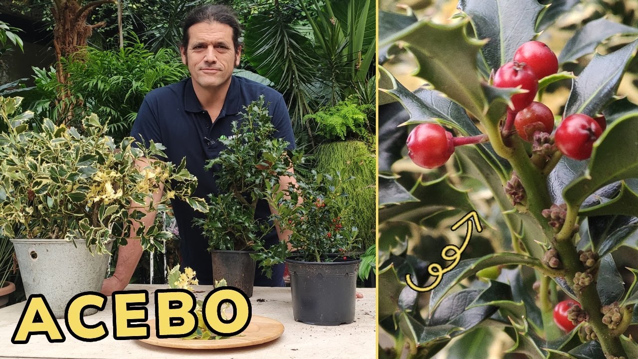ACEBO (Ilex aquifolium) - Características y REPRODUCCIÓN  // Jardinatis