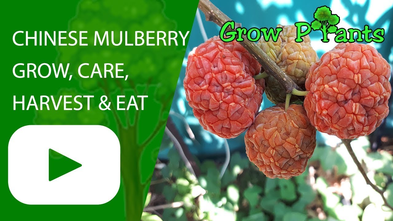 Chinese mulberry - grow, care, harvest and eat