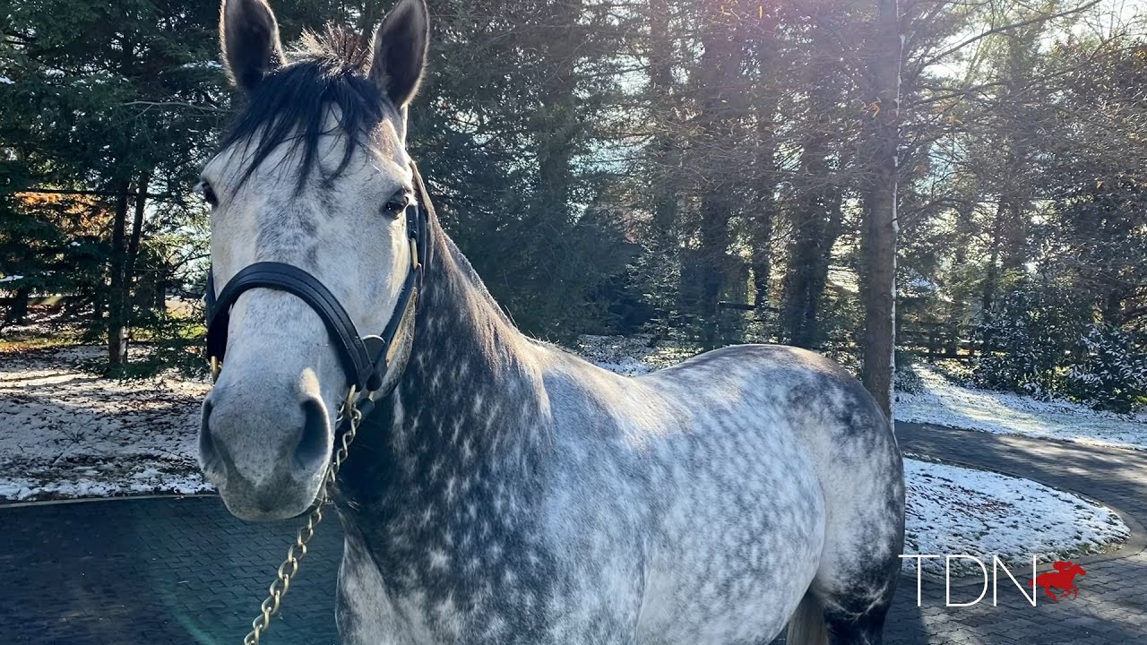 Homecoming for Ashford's Caravaggio
