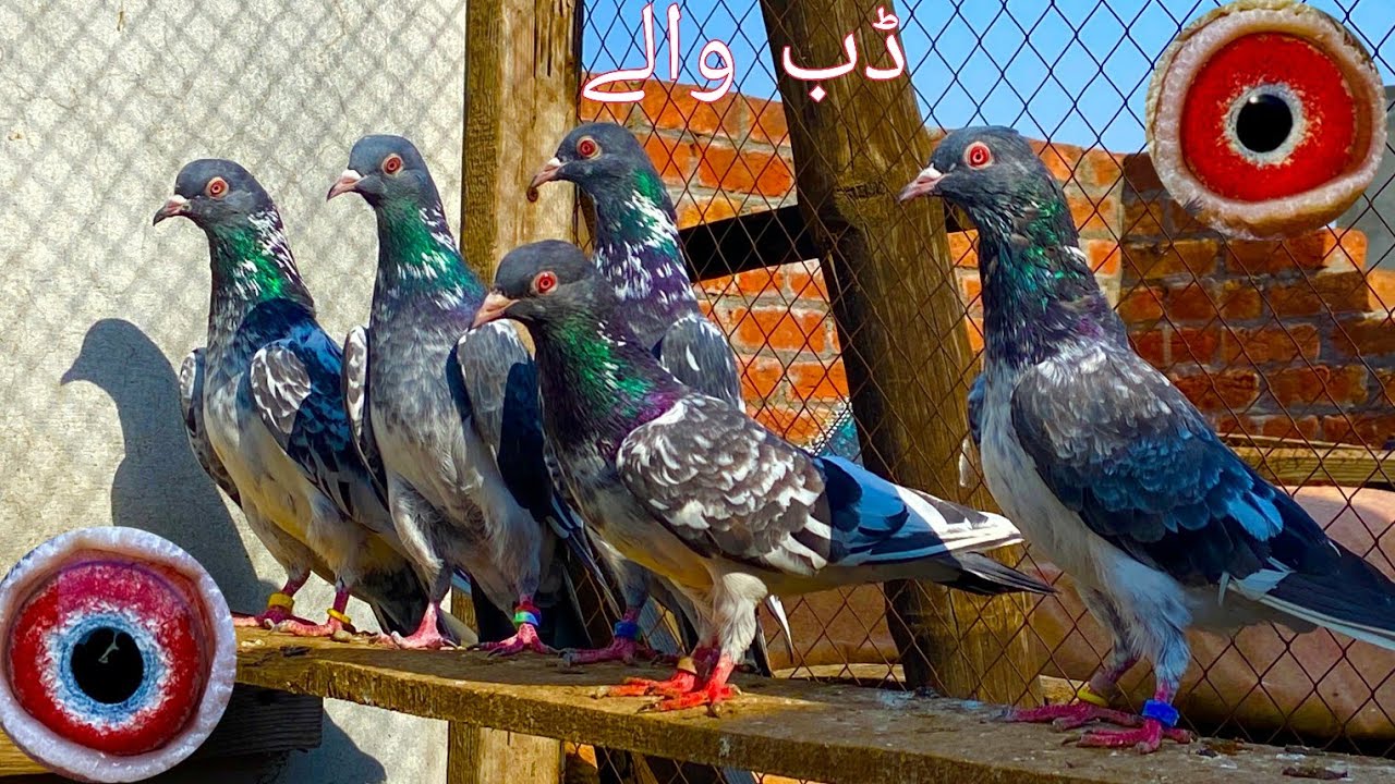 قصور کی شان  ڈب والے  قصوری کبوتروں کا شوق 03055681152