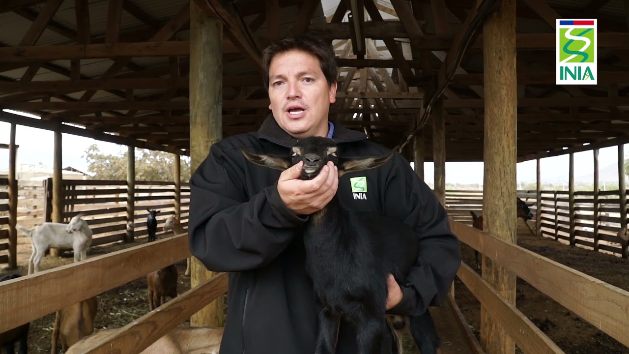 C&oacute;mo conocer la edad de un animal (caprino)_INIA Intihuasi