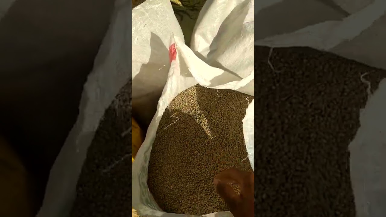 masoor harvesting Jangid thresher