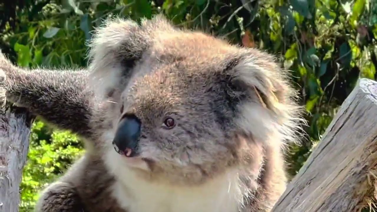 Phillip Island / Koala conservation reserve tour