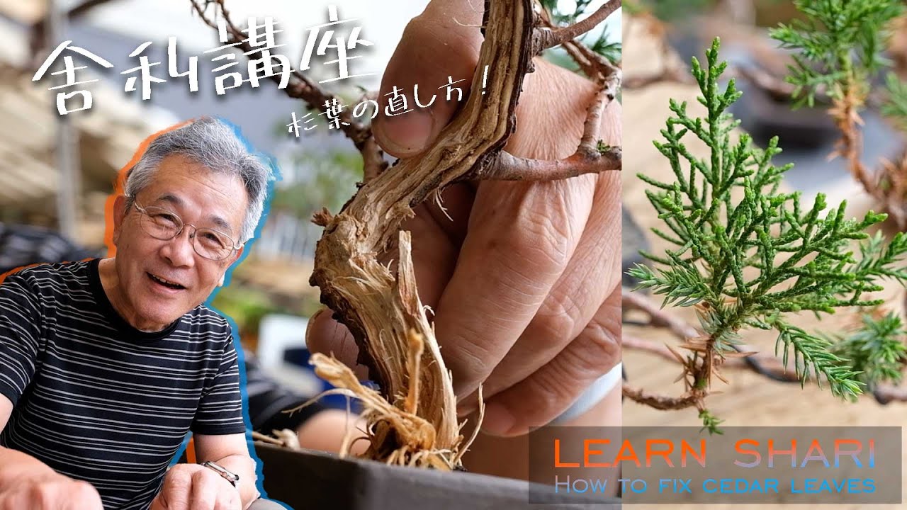 【真柏】舎利入れの基本知識と杉葉の直し方【盆栽Q】