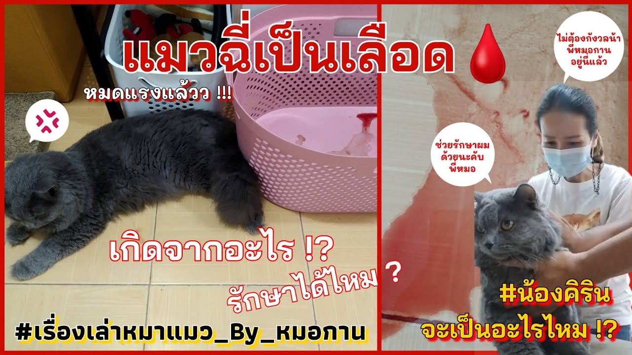 ช่วยด้วย‼️