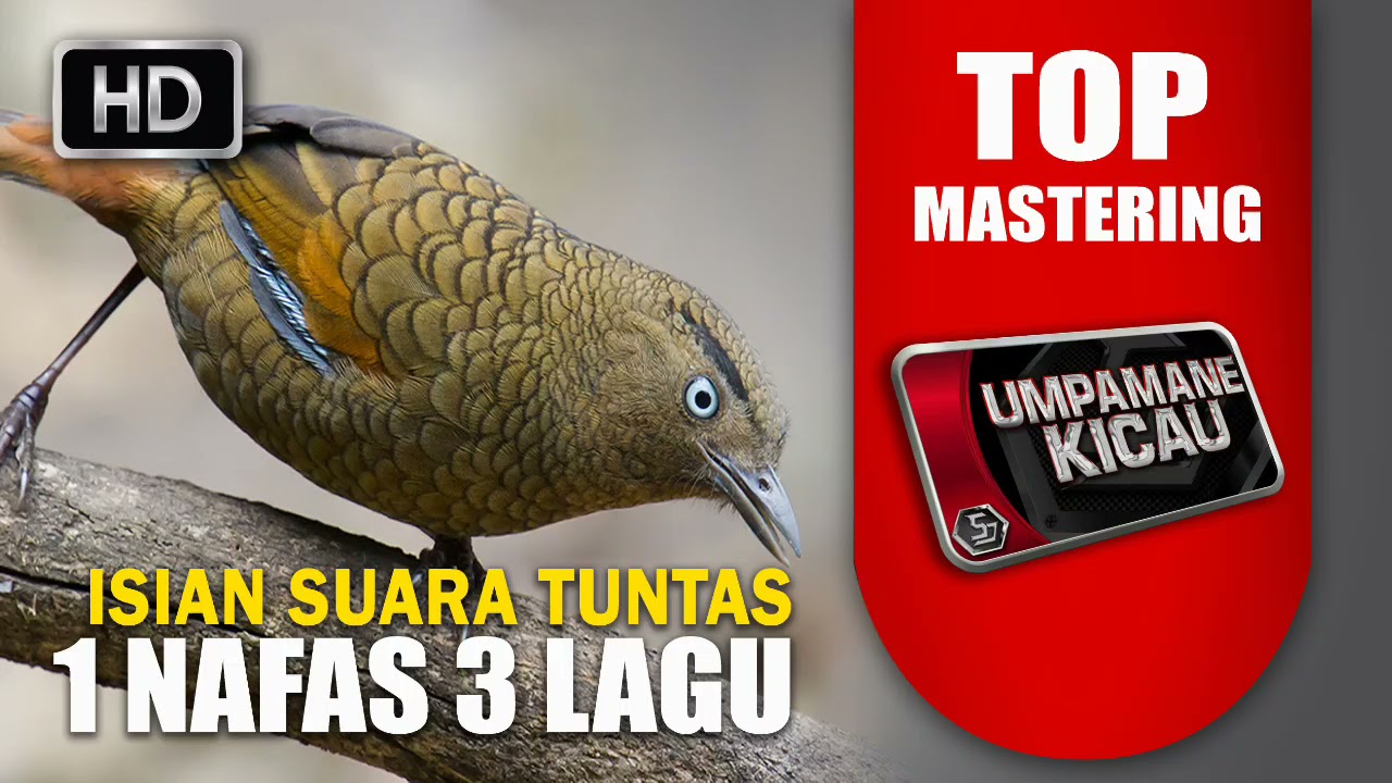 jadi incaran juri isian suara tuntas 1 nafas 3 lagu