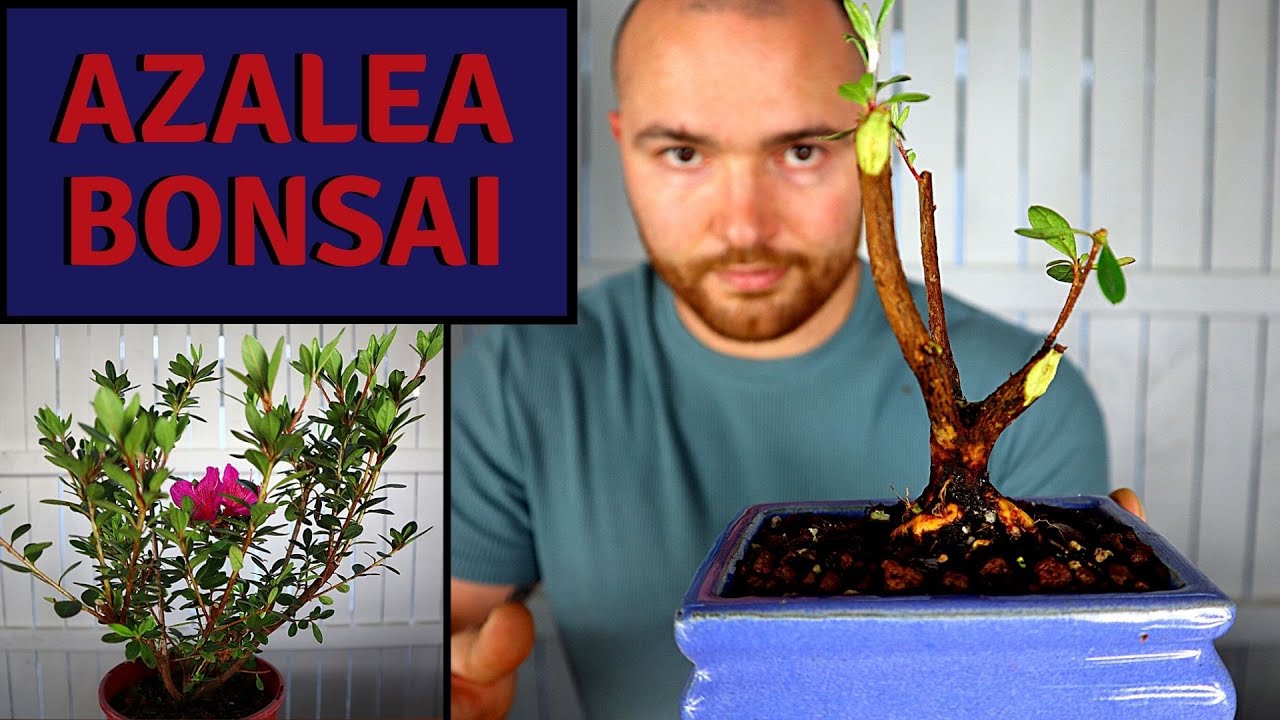 Making a clip and grow Azalea bonsai from Nursery Stock