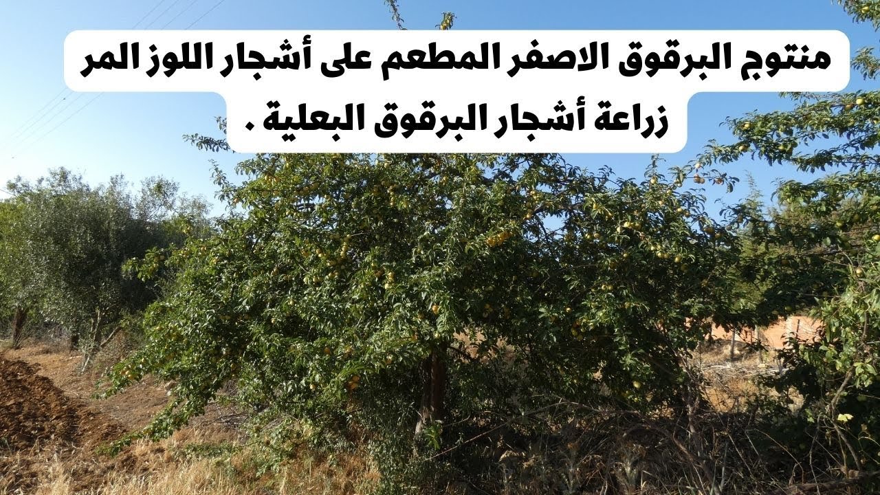 منتوج البرقوق الاصفر المطعم على أشجار اللوز المر /زراعة أشجار البرقوق البعلية .