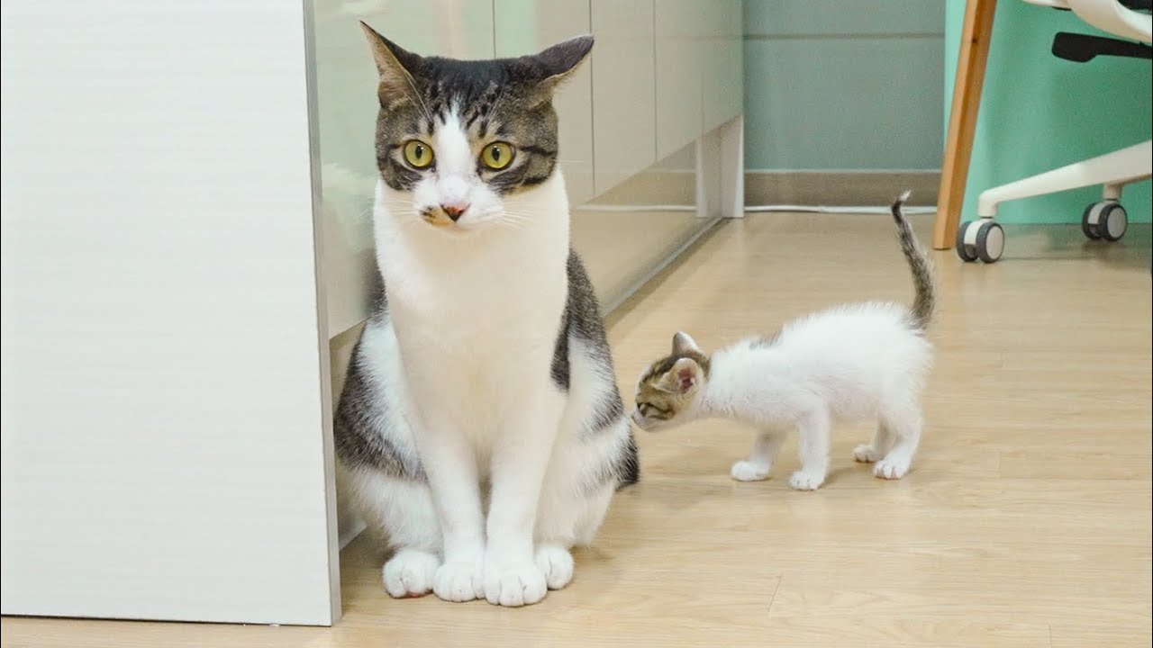 Can the Big Cat Accept Two Rescued Kittens as a Family? │ Episode.3